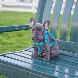 French Bulldog Puppies from Emerald City Blue Frenchies