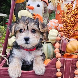 Red Collar Girl - Black and tan female Morkie puppy in Guyton, Georgia from Fluff Town Puppies