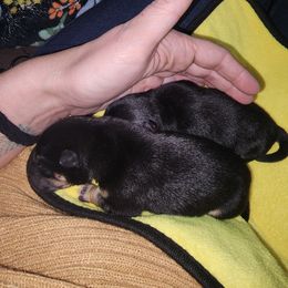 Shiba Inu Puppies from Pineapple Kennels