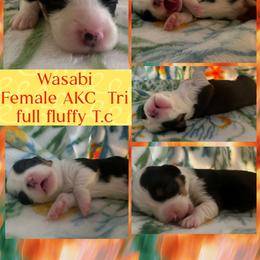 Wasabi - Black and tan female Pembroke Welsh Corgi puppy in Saint George, South Carolina from Carolina cotton candy corgis