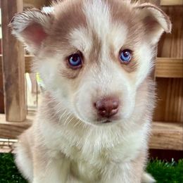 Angel - Red and white female Siberian Husky puppy in Walker, Louisiana from TRUHUSKY SIBERIANS