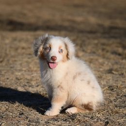 Denver - Red merle male Miniature American Shepherd puppy in Snyder, Texas from RLA Miniature American Shepherds