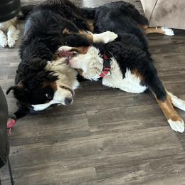 Bernese Mountain Dog Puppies from Lonesome Pine Farm