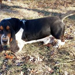 Clyde - Black brown and white male Basset Hound puppy in Mack's Creek, Missouri from Mack's Creek Basset Hounds