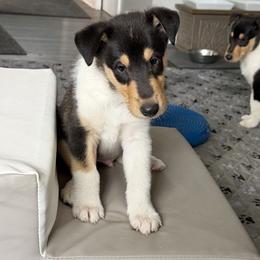 Collie Puppies from East View Farm