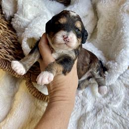 Moana - Tri-color female Bernedoodle puppy in Superior, Arizona from Mountain Bridge Doodles