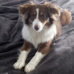 Miniature Australian Shepherds and Toy Australian Shepherds from Rocking M Toy and Mini Aussies