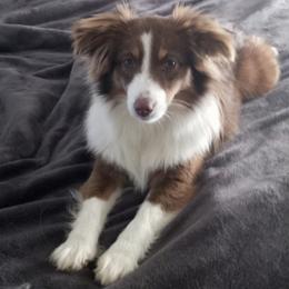 Miniature Australian Shepherds and Toy Australian Shepherds from Rocking M Toy and Mini Aussies