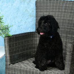 Sheepadoodle Puppies from Riley Grace Puppies