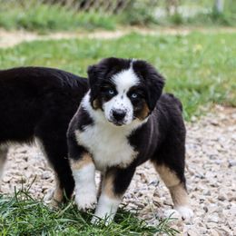Miniature Australian Shepherd and Toy Australian Shepherd Puppies from Blue Springs Aussies