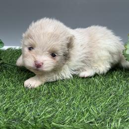 Atlas - Lavender male Pomeranian puppy in Newark, Ohio from Keeperofstars Pomeranians