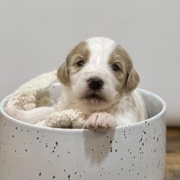 Mistletoe - Parti male Goldendoodle puppy in Kenansville, North Carolina from J+A Family Doodles