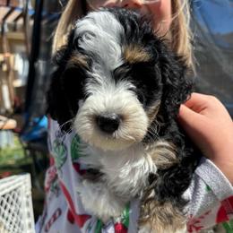 Alpine - Tri-color male Bernedoodle puppy in Eagle Mountain, Utah from Liberty Farms Puppies