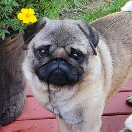Pugs from Hoskinspugs