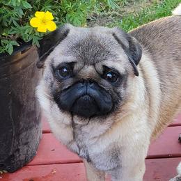 Pugs from Hoskinspugs