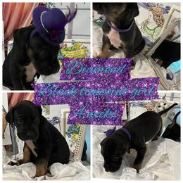Diamond - Black female Great Dane puppy in Logan, West Virginia from Zealous Danes
