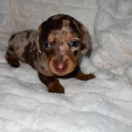 Jair - Dapple male Dachshund puppy in San Diego, California from Enchantables
