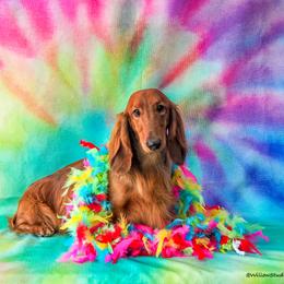 Edward - Dachshund