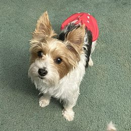 Yorkshire Terriers from NNYYorkies