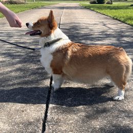 Aphrodite - Pembroke Welsh Corgi