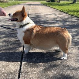 Aphrodite - Pembroke Welsh Corgi
