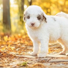 Ferris - Merle female Goldendoodle puppy in Woodruff, South Carolina from Crooked Creek Doodles and Poodles