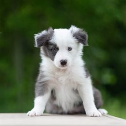 Border Collie Puppies from High Point Border Collies