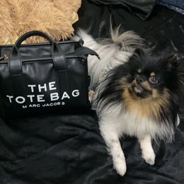 Mochi - Pomeranian