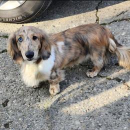 Jax - Dachshund