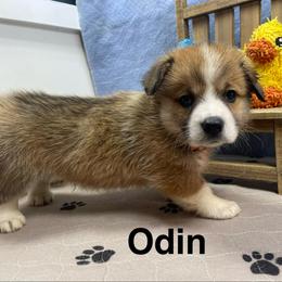 Odin - Sable male Pembroke Welsh Corgi puppy in Apison, Tennessee from Ashmore Corgis