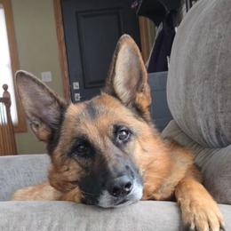 German Shepherds from Strittmater Kennels