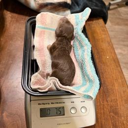 GC Boy 1 - Chocolate male Dachshund puppy in Irving, Texas from DFW Dachshunds by G & S