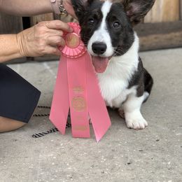 Cardigan Welsh Corgi Puppies from Penfro Corgis