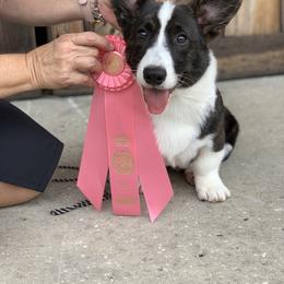 Cardigan Welsh Corgi Puppies from Penfro Corgis
