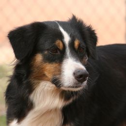 Zoey - Australian Shepherd