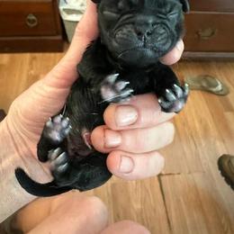 Boy 2 - Black male Pug puppy in Boynton Beach, Florida from Camp Pug