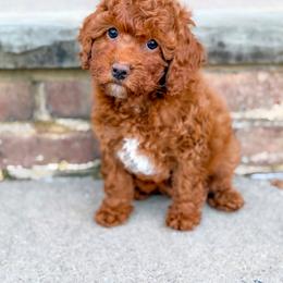 Neville - Red male Cockapoo puppy in Mt Bethel, Pennsylvania from Stasia’s Cutiepoos