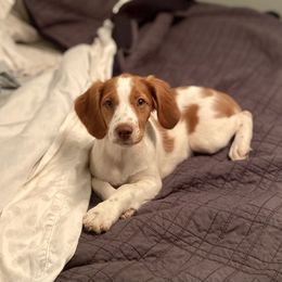 Brittany Puppies from Sandstone Brittanys