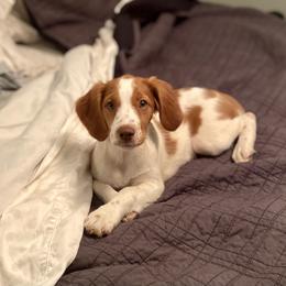 Brittany Puppies from Sandstone Brittanys
