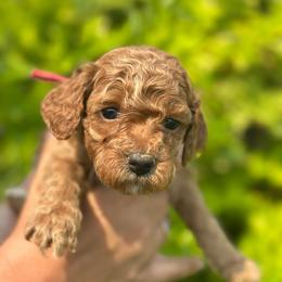 Independence (Indy) - Red  female Poodle puppy in Herriman, Utah from Shaggy Mountain Pups LLC