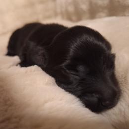Phoenix - Black male Dachshund puppy in Hiddenite, North Carolina from Dannie's Doxies
