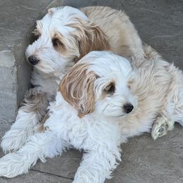 Australian Labradoodle Puppies from Grand Peaks Labradoodles