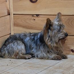 Callie - Blue and gold female Yorkshire Terrier puppy in Mountain Grove, Missouri from Precious Puppies