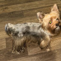 Mazie - Yorkshire Terrier