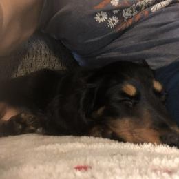 Dachshund Puppies from Birkin’ Paws