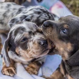 Dachshunds from Love A Dachshund