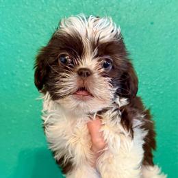 Rose - Liver and white female Shih Tzu puppy in Stroud, Oklahoma from Laik’s Little Shihtz & Poms