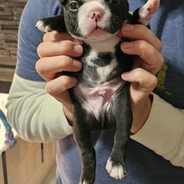 Boston Terrier Puppies from Little Daemons Boston Terriers