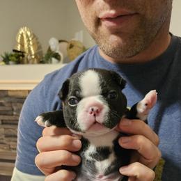 Boston Terrier Puppies from Little Daemons Boston Terriers