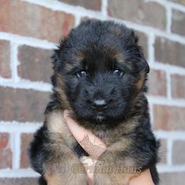 Purple Collar - Sable female German Shepherd puppy in Mount Vernon, Missouri from German Haus German Shepherds LLC